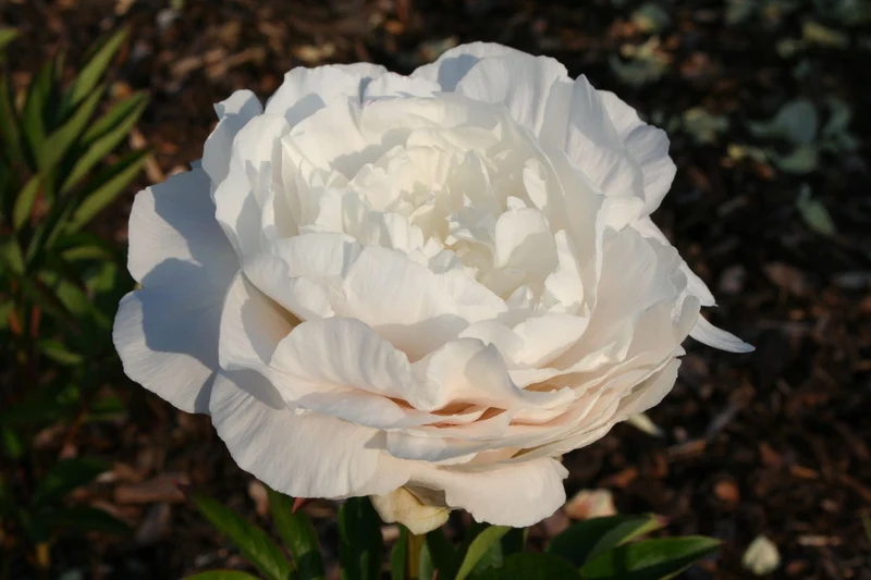 Paeonia lactiflora 'Mother's Choice' (Staudenpfingstrose)
