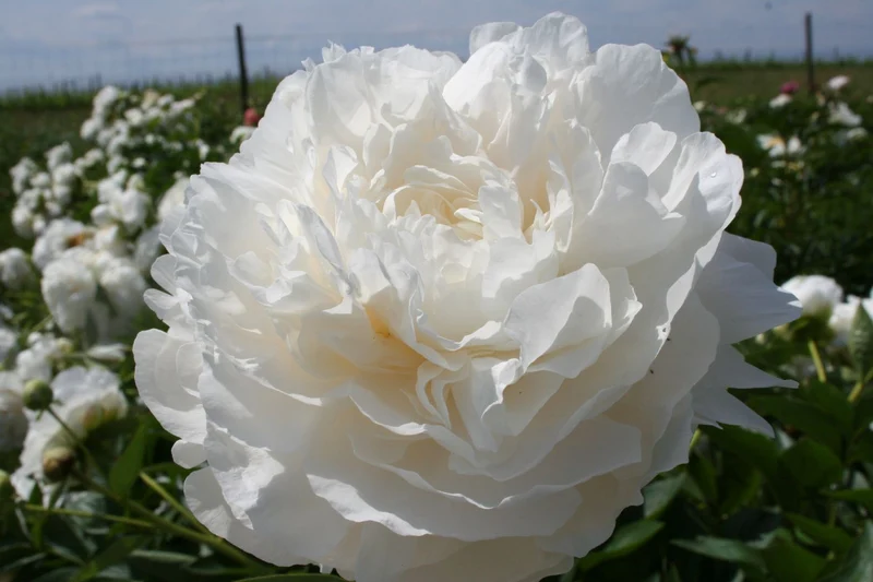 Paeonia lactiflora 'Mother's Choice' (Staudenpfingstrose)