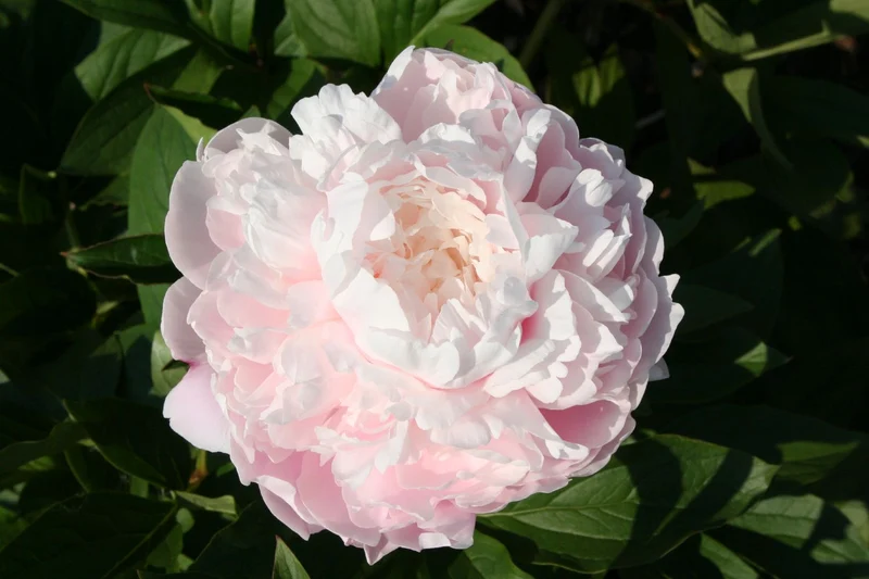 Paeonia lactiflora 'Moon River' (Staudenpfingstrose)