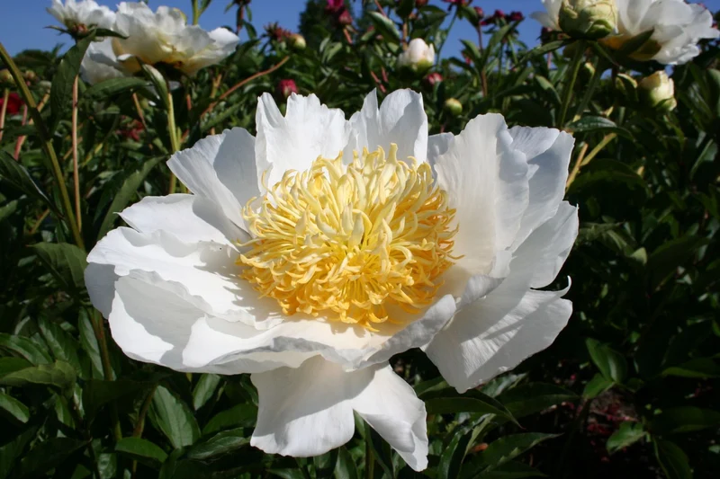 Paeonia lactiflora 'Moon of Nippon' (Staudenpfingstrose)