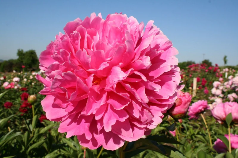 Paeonia lactiflora 'Mme Emile Debatène' (Staudenpfingstrose)
