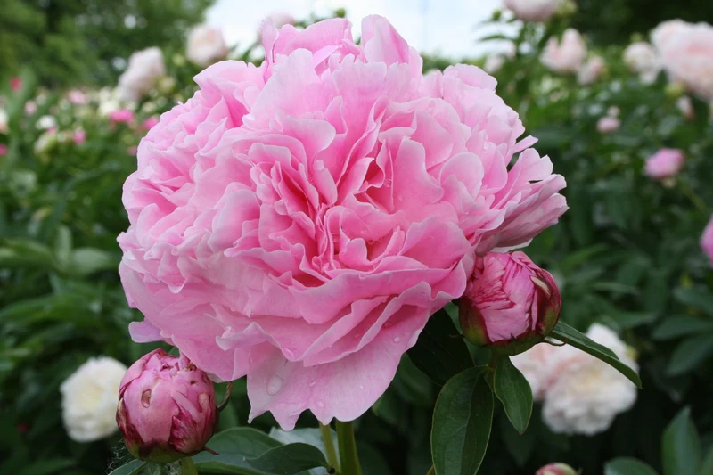 Paeonia lactiflora 'Miss Eckhardt' (Staudenpfingstrose)
