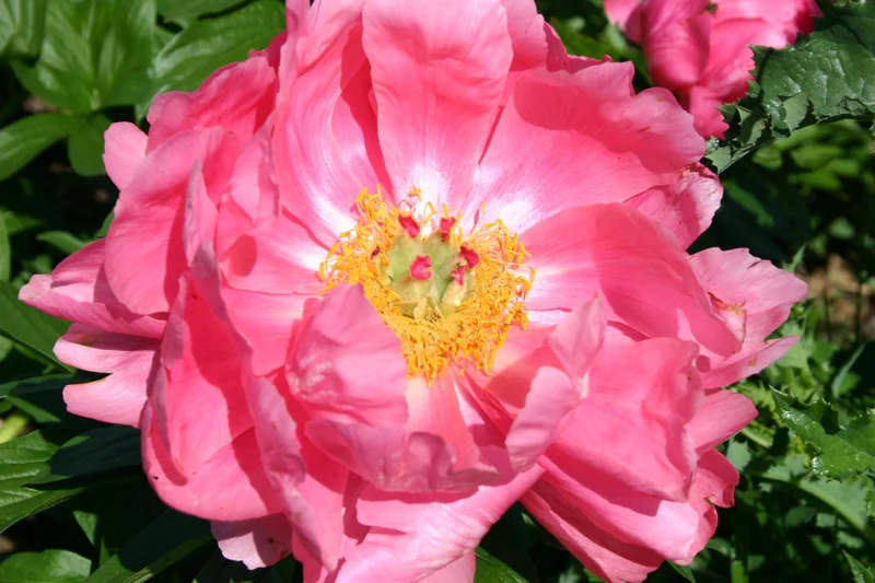 Paeonia lactiflora 'Ludovica' (Staudenpfingstrose)