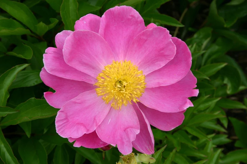 Paeonia lactiflora 'Lucky Day' (Staudenpfingstrose)