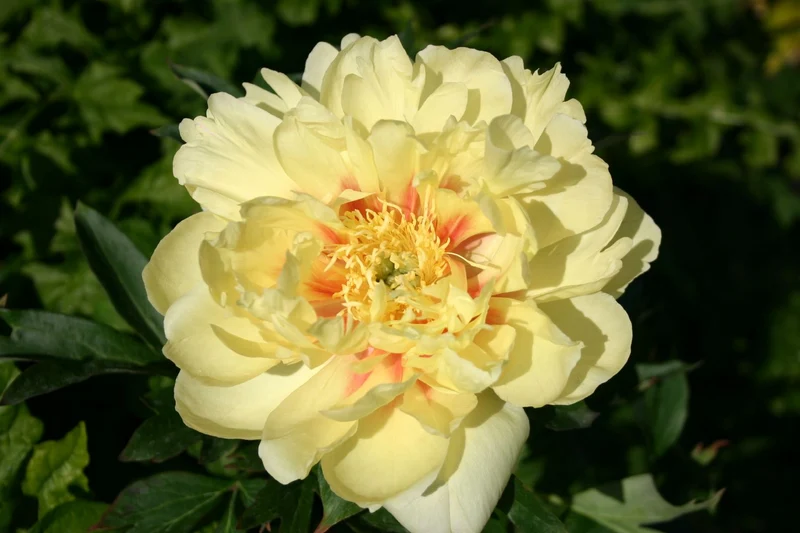 Paeonia Itoh-Hybride 'Bartzella' (Intersektionelle Pfingstrose)