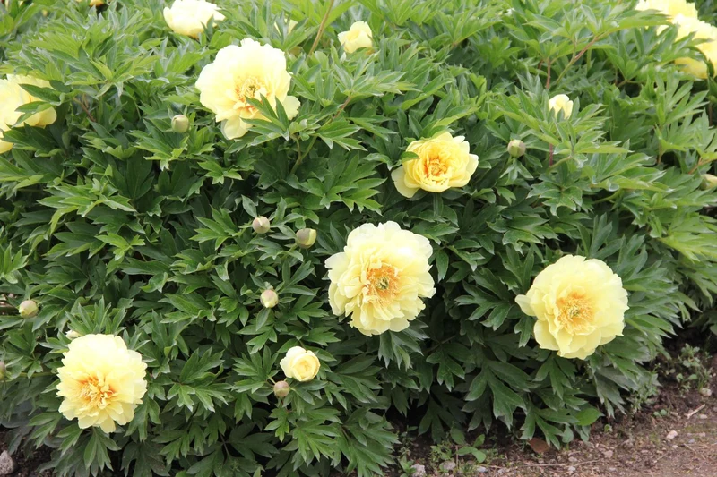 Paeonia Itoh-Hybride 'Bartzella' (Intersektionelle Pfingstrose)