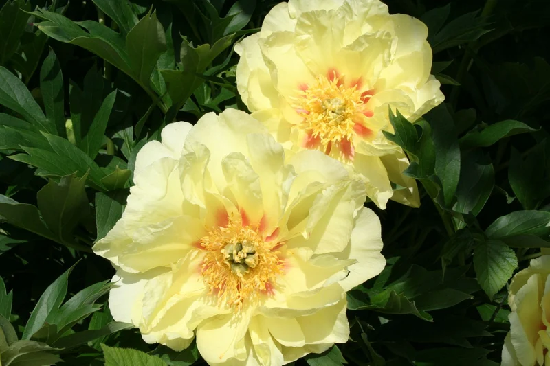 Paeonia Itoh-Hybride 'Bartzella' (Intersektionelle Pfingstrose)