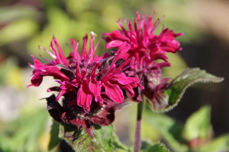 Monarda 'Bee-True' ® (Indianernessel)