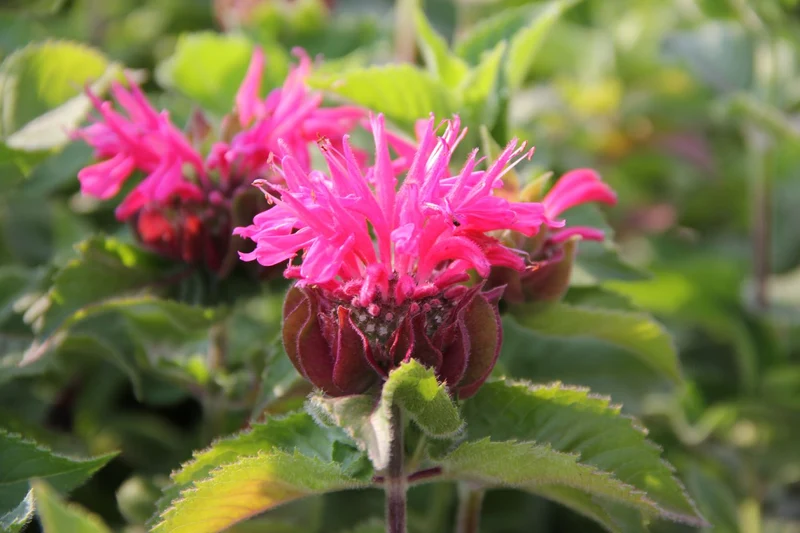 Monarda 'Bee-Merry' ® (Indianernessel)
