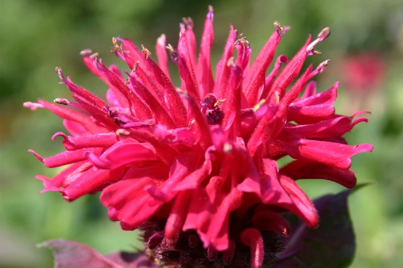 Monarda 'Bee-Happy' ® (Indianernessel)