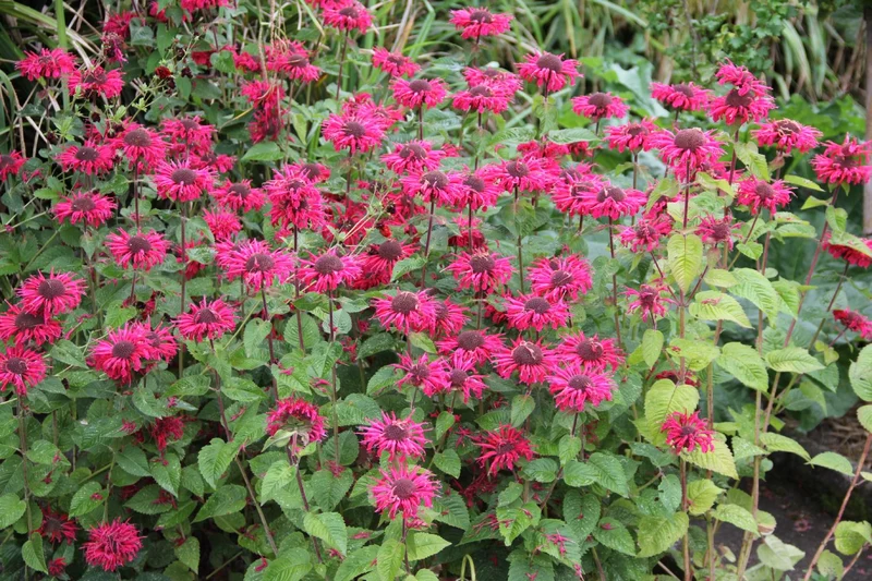 Monarda 'Bee-Happy' ® (Indianernessel)