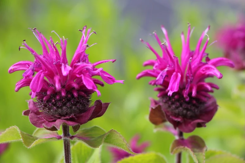Monarda 'Bee-Free' ® (Indianernessel)