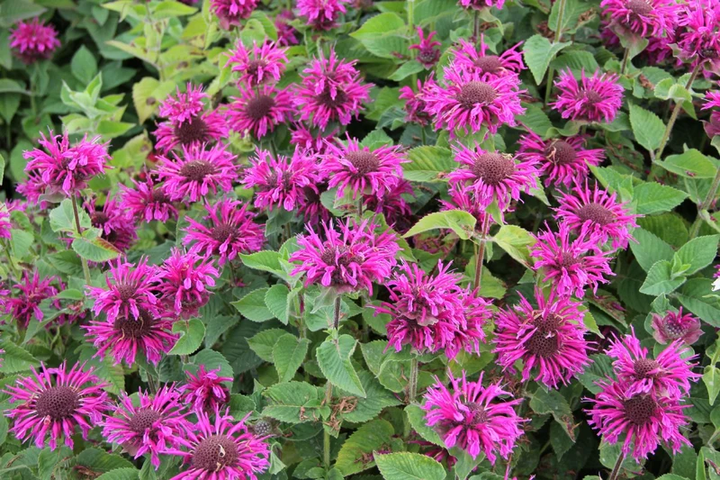 Monarda 'Bee-Free' ® (Indianernessel)