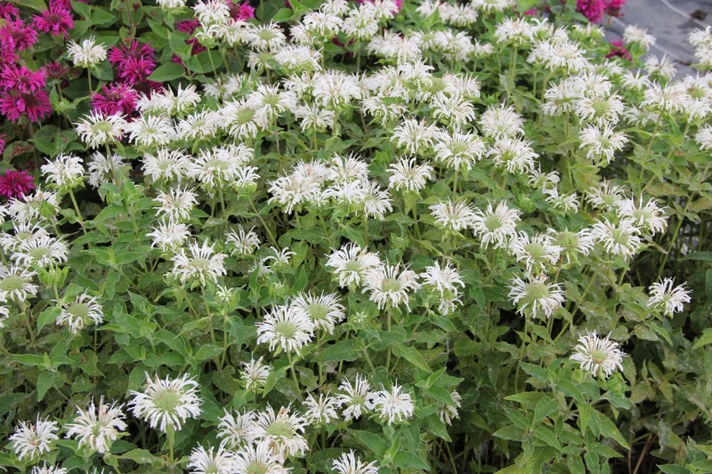 Monarda 'Bee-Bright' ® (Indianernessel)