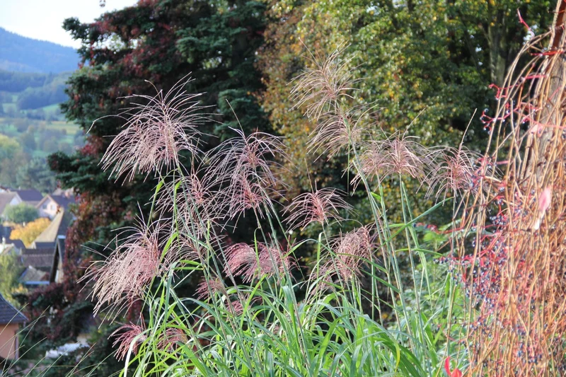 Miscanthus x giganteus 'Aksel Olsen' (Riesen-Chinaschilf)