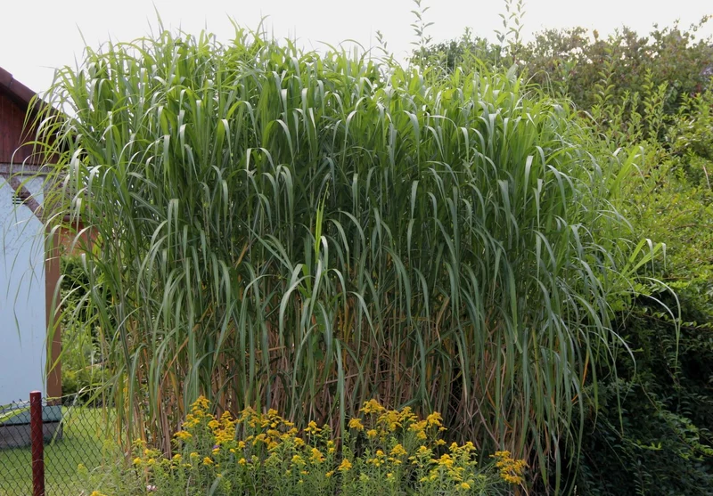 Miscanthus x giganteus 'Aksel Olsen' (Riesen-Chinaschilf)
