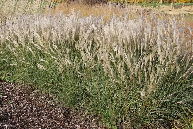 Miscanthus sinensis 'Adagio' (Zwerg-Chinaschilf)