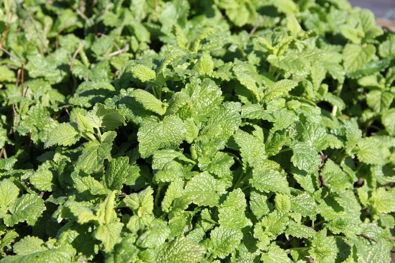 Melissa officinalis, Zitronenmelisse (Zitronen-Melisse)
