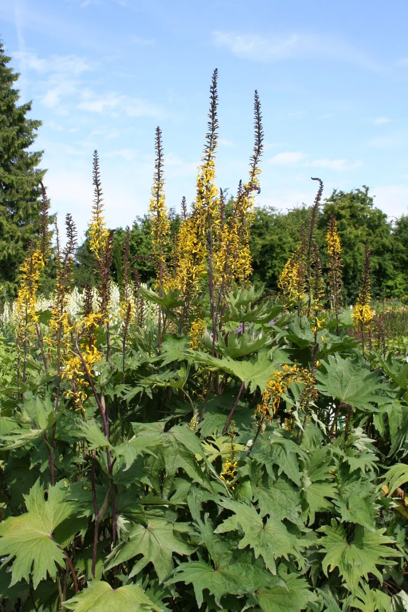 Ligularia przewalskii (Przewalskis Kerzen-Goldkolben)