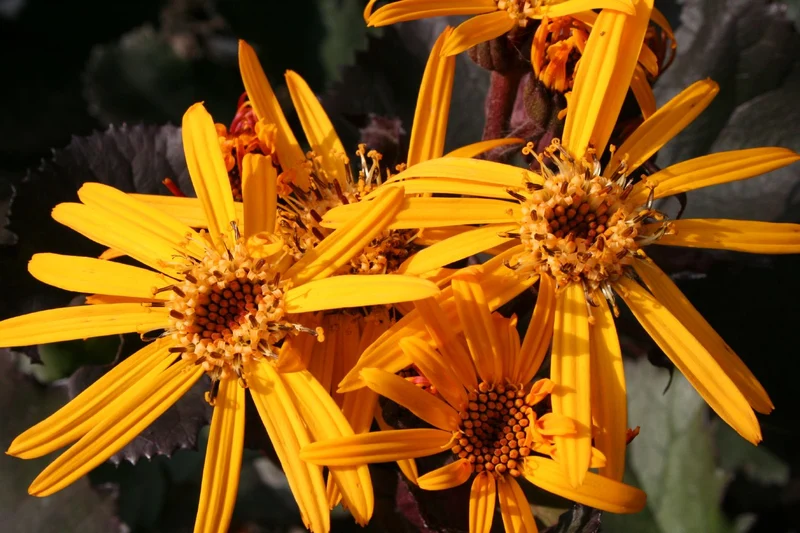 Ligularia dentata 'Britt-Marie Crawford' ® (Kreuzkraut | Purpur-Greiskraut)