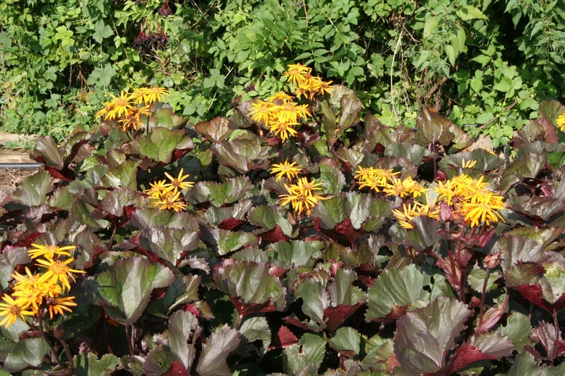 Ligularia dentata 'Britt-Marie Crawford' ® (Kreuzkraut | Purpur-Greiskraut)
