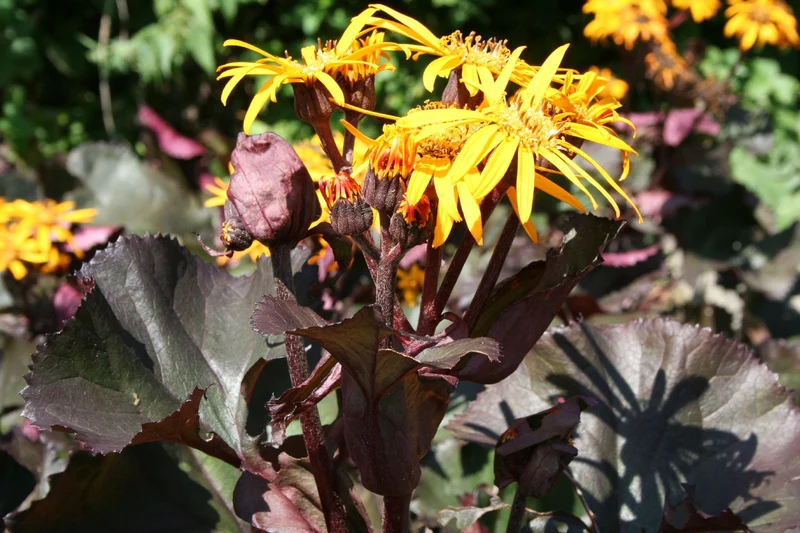 Ligularia dentata 'Britt-Marie Crawford' ® (Kreuzkraut | Purpur-Greiskraut)