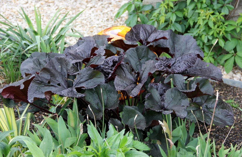 Ligularia dentata 'Britt-Marie Crawford' ® (Kreuzkraut | Purpur-Greiskraut)