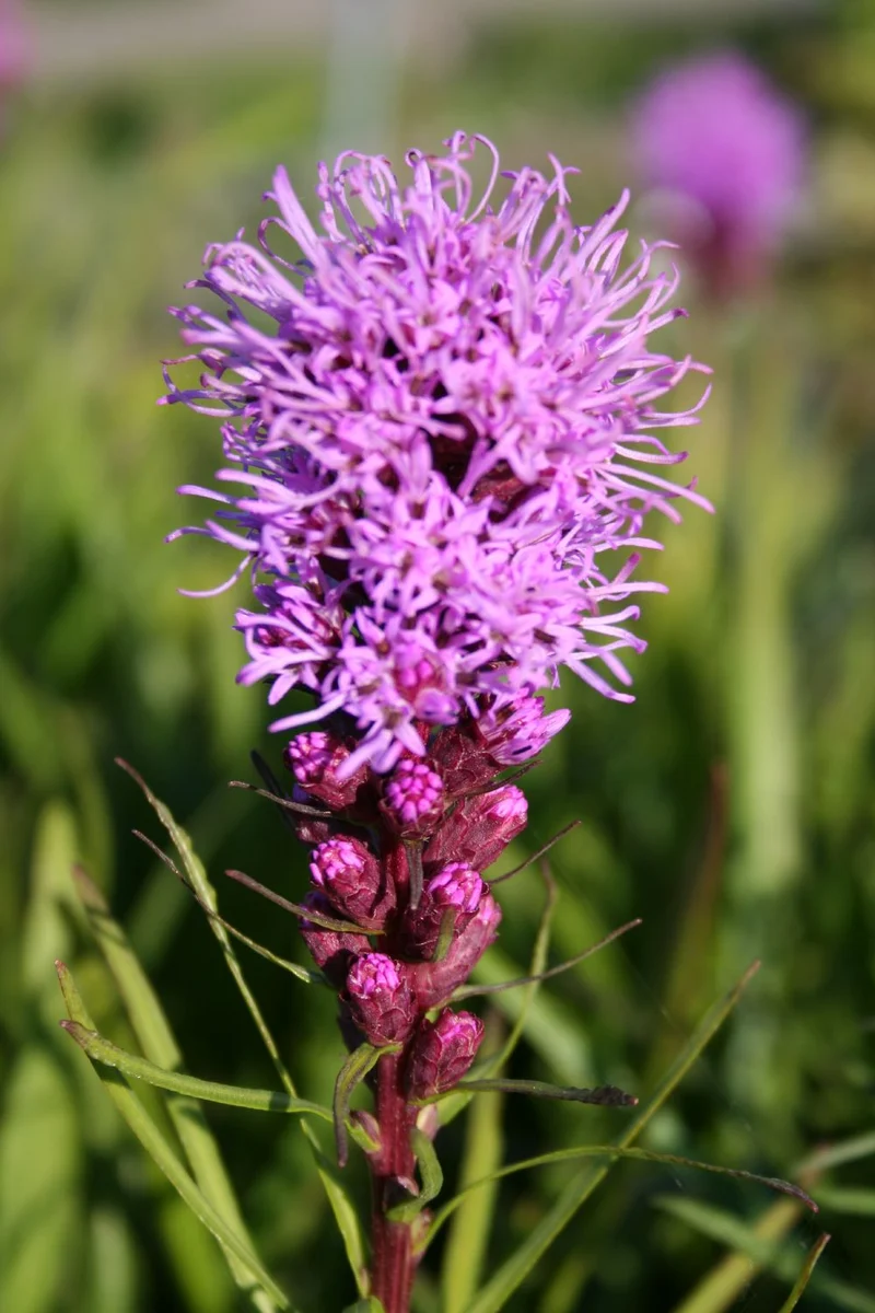 Liatris spicata 'Floristan Violett' (Ährige Garten-Prachtscharte)