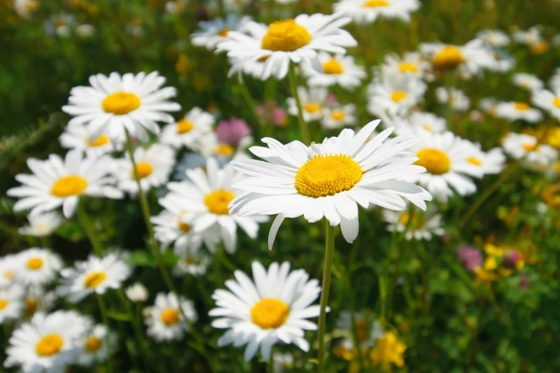 Leucanthemum vulgare 'Maikönigin' (Kleine Garten-Margerite)