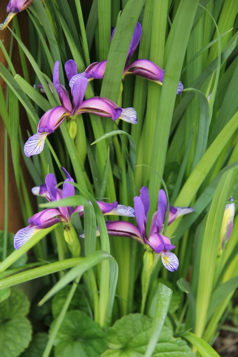 Iris graminea (Grasblättrige Pflaumenduft-Schwertlilie)