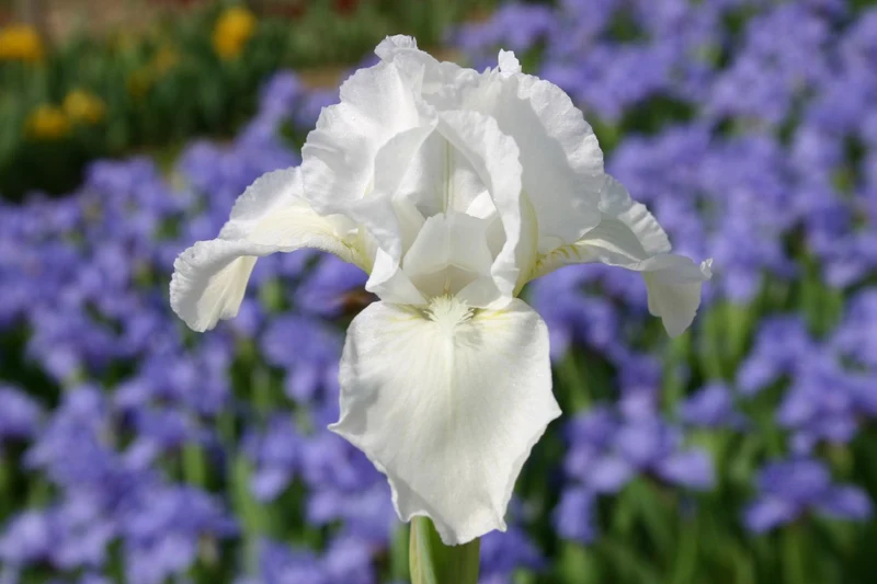 Iris Barbata-Nana 'White Gem' (Zwergige Garten-Schwertlilie)