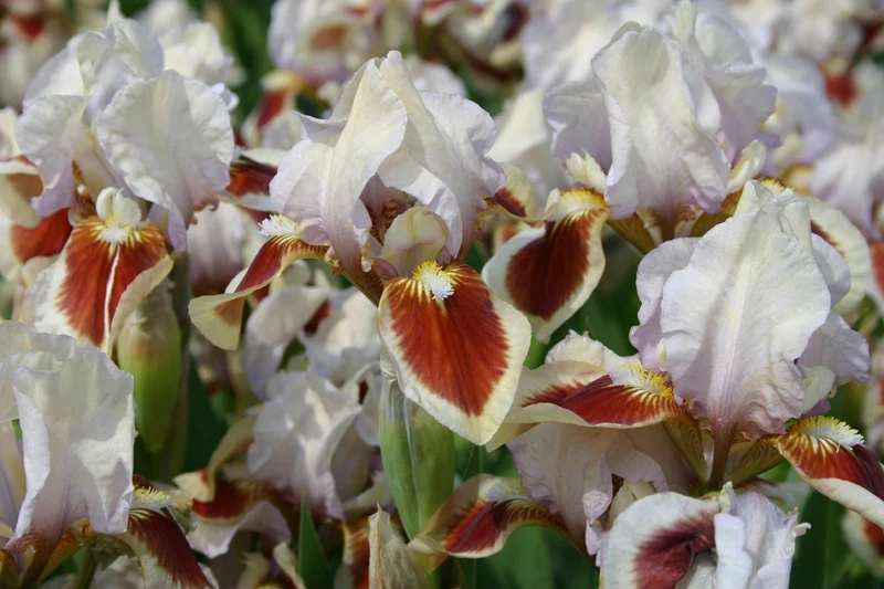 Iris Barbata-Nana 'Red Heart' (Zwergschwertlilie)