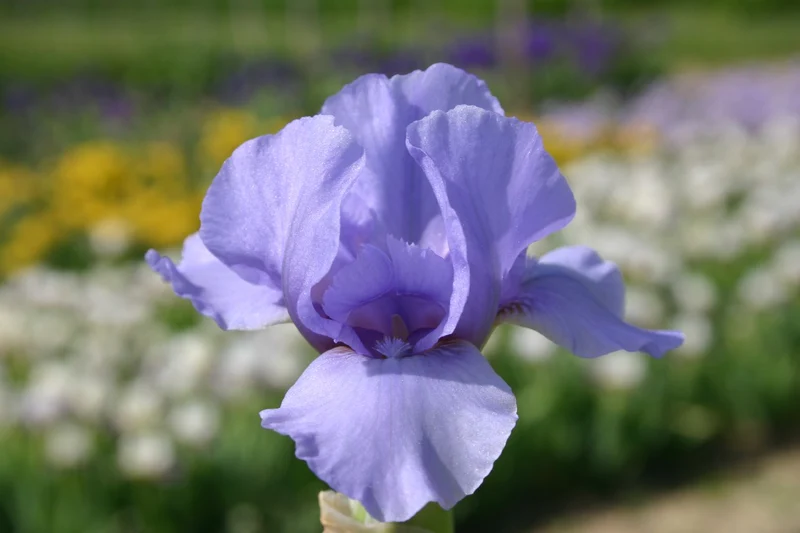Iris Barbata-Nana 'Raindance' (Zwergschwertlilie)