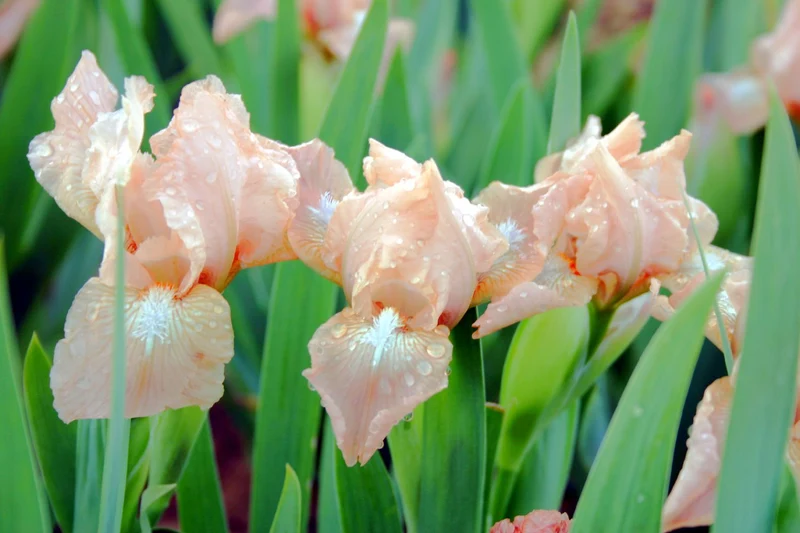 Iris Barbata-Nana 'Pretty Cute' (Zwergschwertlilie)