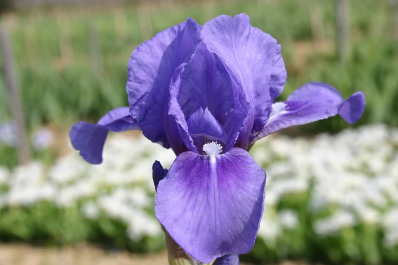 Iris Barbata-Nana 'Pepita' (Zwergige Garten-Schwertlilie)