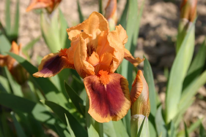 Iris Barbata-Nana 'Pele' (Zwergschwertlilie)