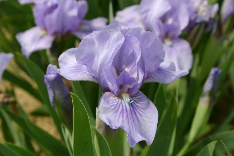 Iris Barbata-Nana 'Orchid Raye' (Zwergige Garten-Schwertlilie)