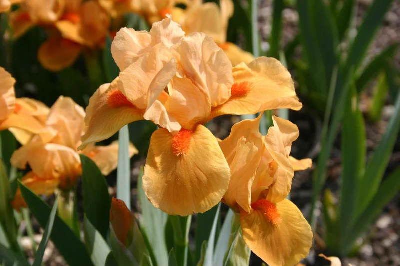 Iris Barbata-Nana 'Orange Tiger' (Zwergschwertlilie)