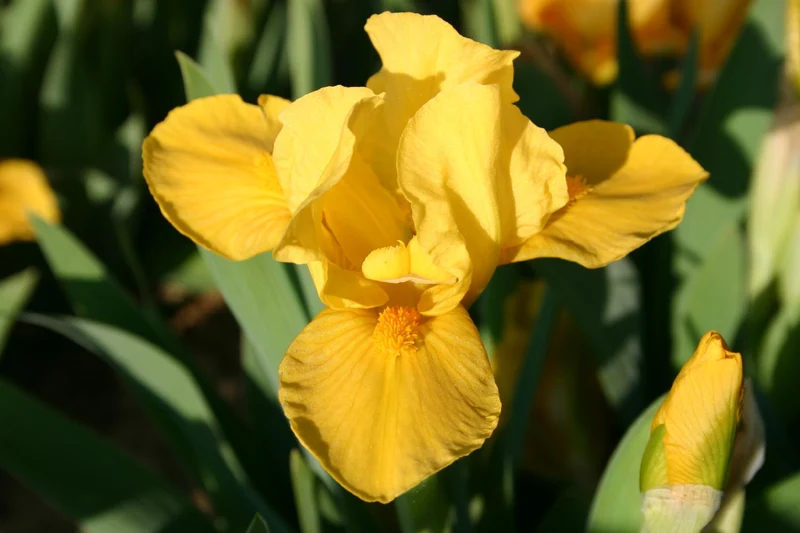 Iris Barbata-Nana 'Orange Caper' (Zwergschwertlilie)