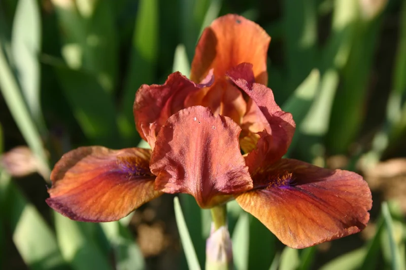 Iris Barbata-Nana 'On Fire' (Zwergschwertlilie)