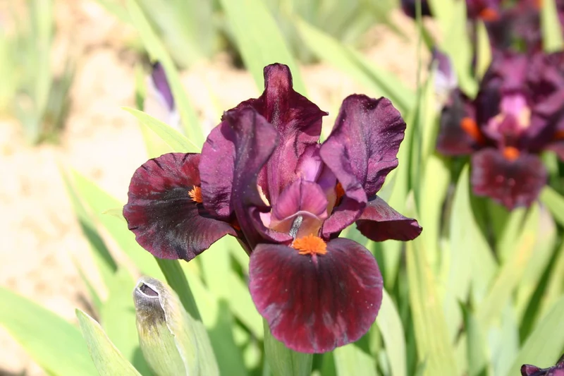 Iris Barbata-Nana 'Minidragon' (Zwergschwertlilie)