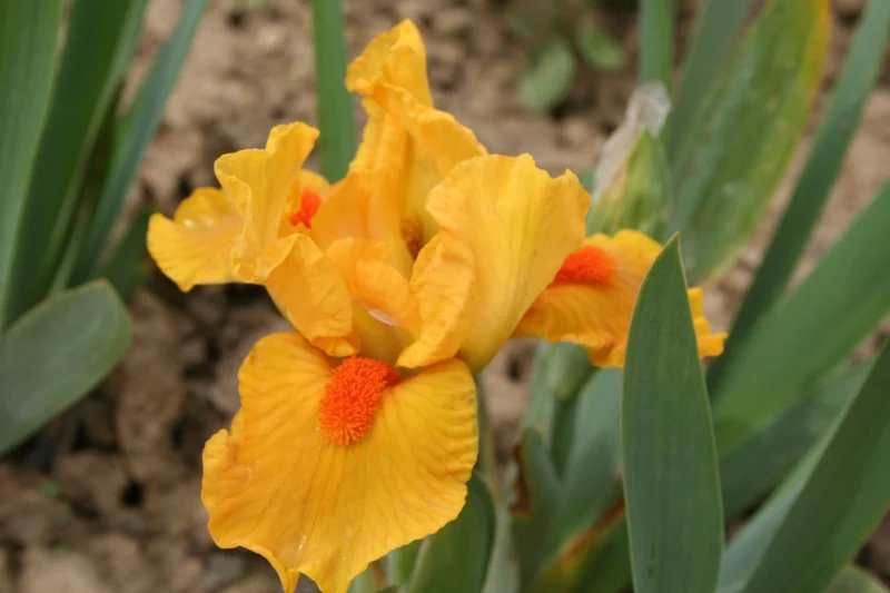 Iris Barbata-Nana 'Marksman' (Zwergschwertlilie)