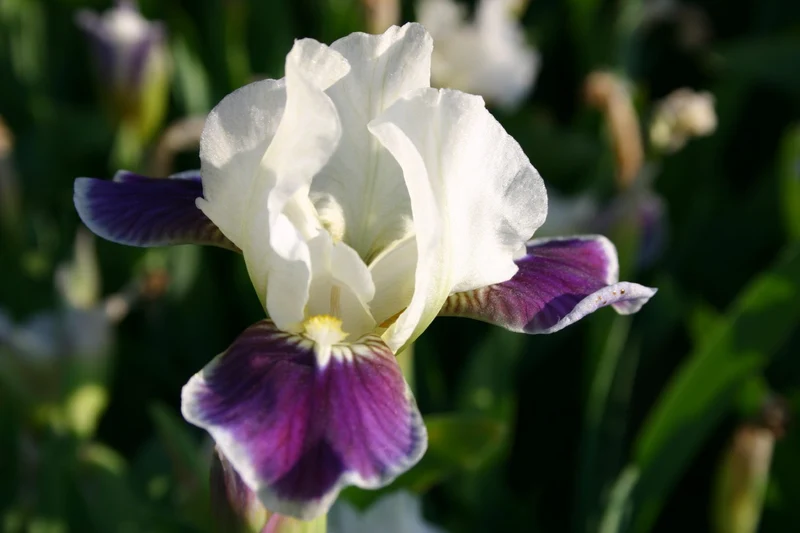 Iris Barbata-Nana 'Making Eyes' (Zwergschwertlilie)