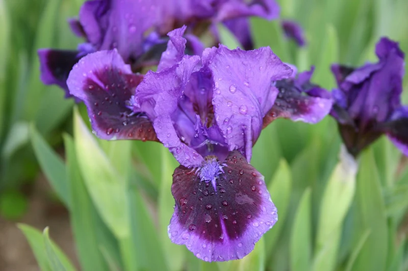 Iris Barbata-Nana 'Little Episode' (Zwergschwertlilie)