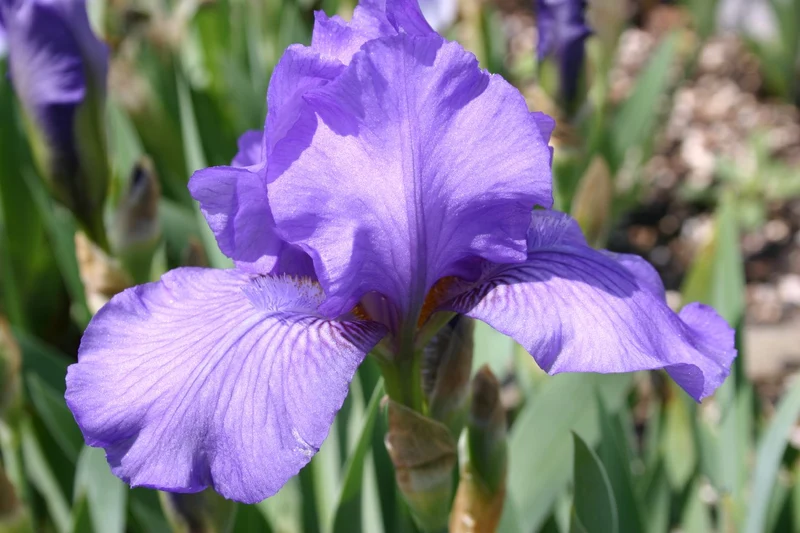 Iris Barbata-Nana 'Kolksee' (Zwergschwertlilie)