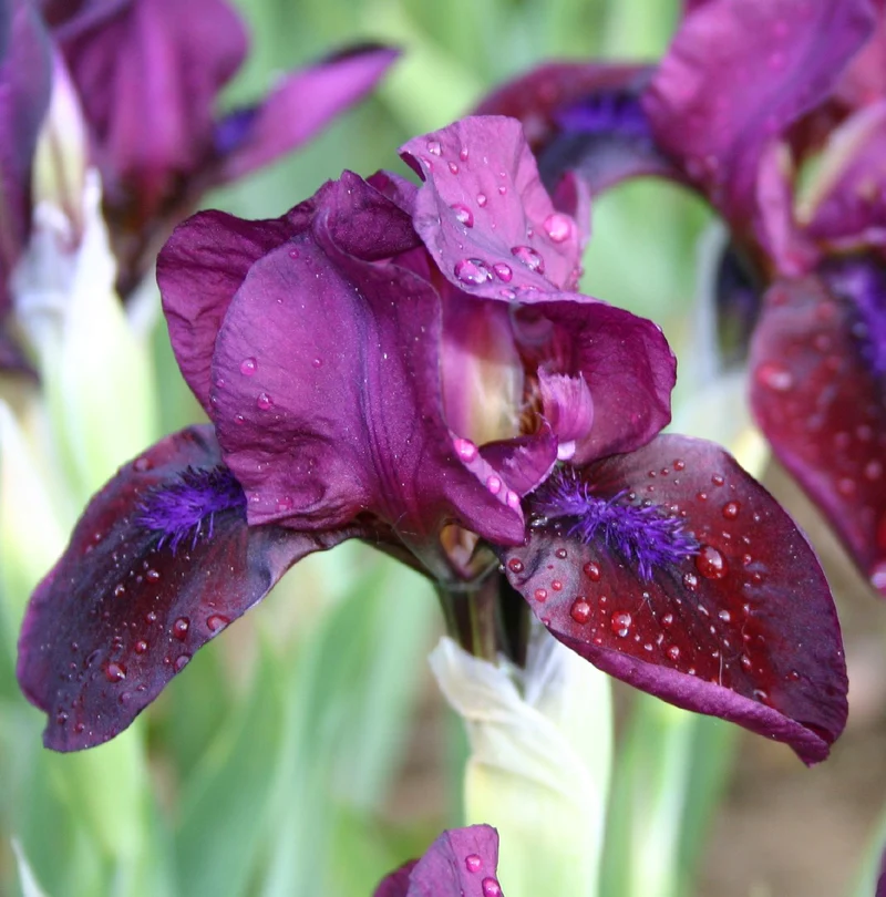Iris Barbata-Nana 'Idols Eye' (Zwergschwertlilie)
