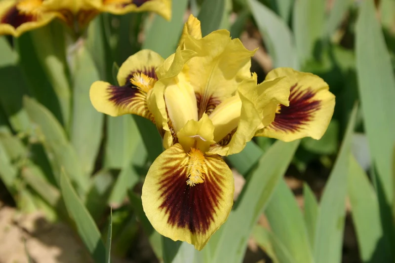 Iris Barbata-Nana 'Hamburger Michel' (Zwergschwertlilie)