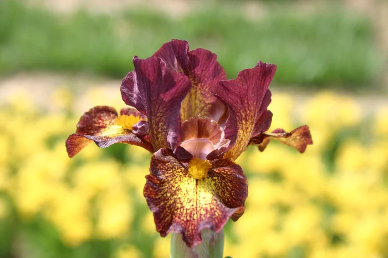 Iris Barbata-Nana 'Firestorm' (Zwergschwertlilie)