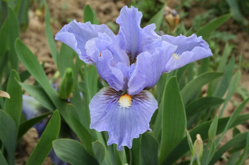 Iris Barbata-Nana 'Fires of Fidji' (Zwergschwertlilie)