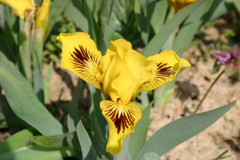 Iris Barbata-Nana 'Eyebright' (Zwergschwertlilie)